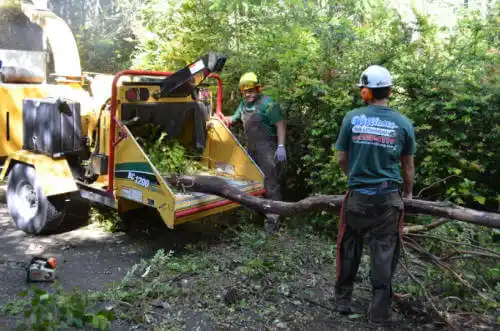 tree services Roosevelt Gardens